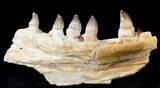 Large Mosasaur (Prognathodon) Jaw Section - #23440-1